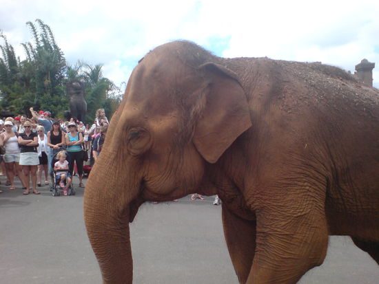 Der ist nicht etwa grau wie bei uns. Der war rot ...