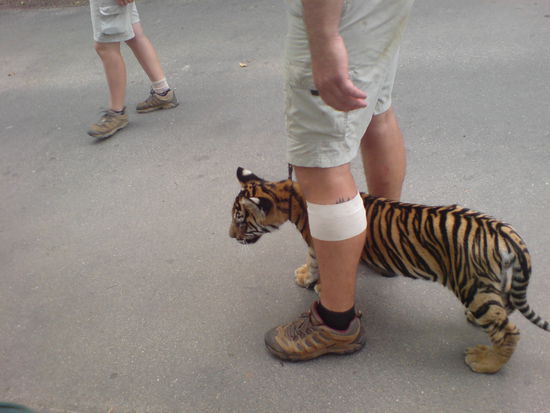 Drei wirklich haerzige Tigerbabys durften spazieren gehen. Diese waren wirklich zum knuddeln. Doch man sah in ihnen das Raubtier. Auch wenn sie noch so klein sind....