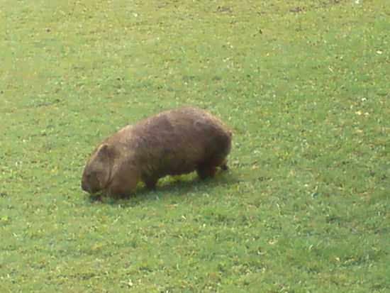 The Wombat ! Das Riesen-Meerschweinchen....