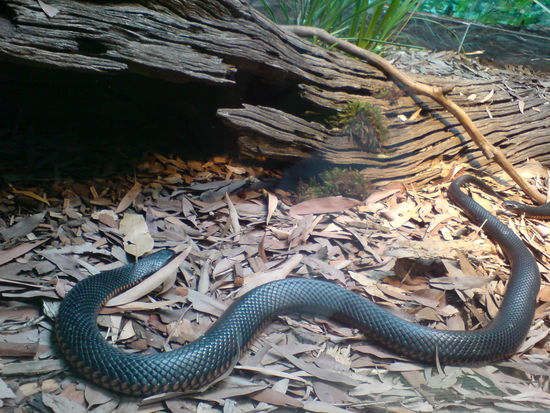 The Blake Tiger Snake... (Ein roter Streifen auf der Seite ziert das schoene Vieh)