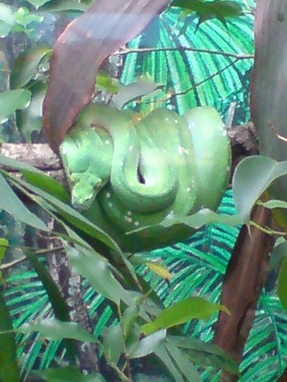 Ne mal wirklich schoene Schlange...