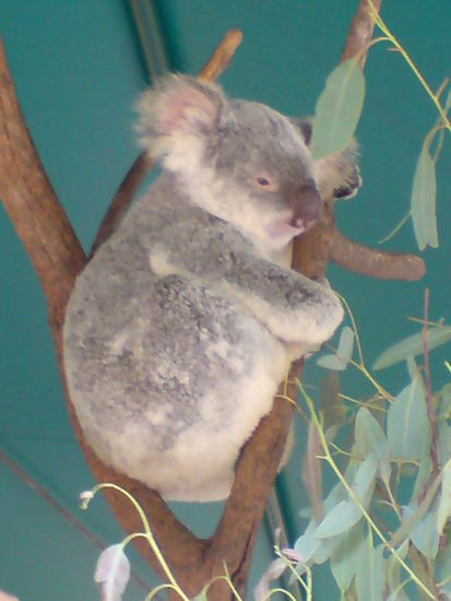 Und noch ein niedlicher Koala Baer...
... auch der schlaeft nicht... mmmmhhh...