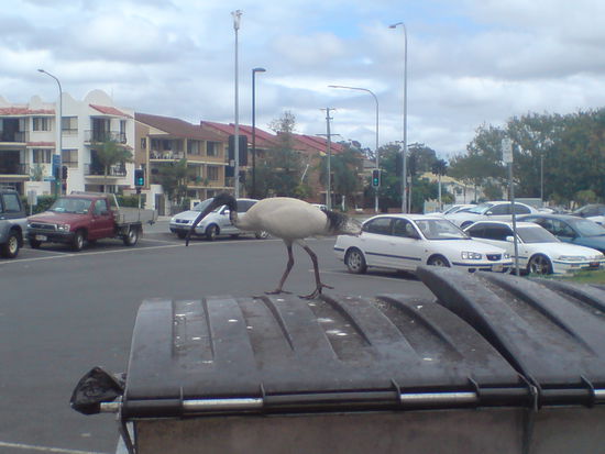Diese Raeuber streichen wohl in Australien ueberall herum... Diese sind rotzfrech!