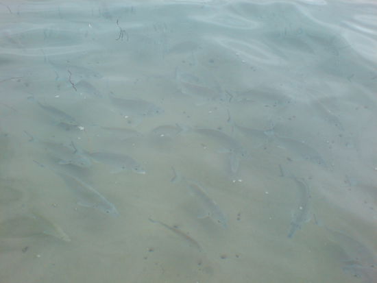 Wenn man Brot ins Meer schmeisst, zieht es eine menge von Fischen an. Diese schwammen um meine Fuesse. Ich versuchte diese zu fangen doch dies ist ziemlich schwer...