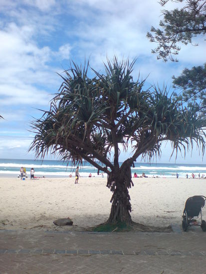 Wunderschoene Palme... hat mir sehr gut gefallen...