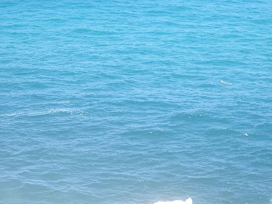 Am rechten Bildrand in der Mitte koennt ihr eine Wasserschildkroete sehen. Diese war wirklich gross. Leider war es ziemlich schwierig ein gutes Foto von ihr zu machen...