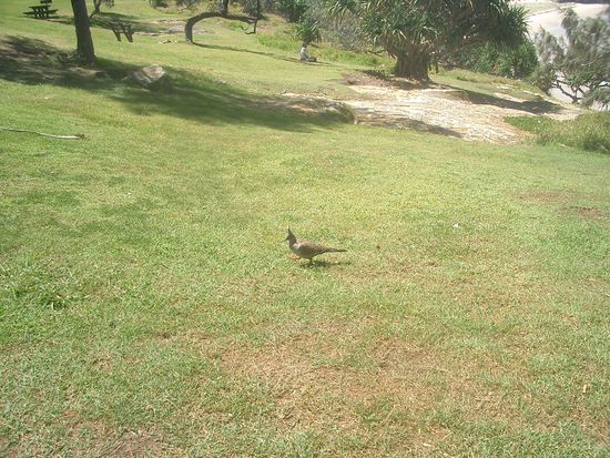 Und dann noch so ein komischer Vogel als ich Lunch hatte...