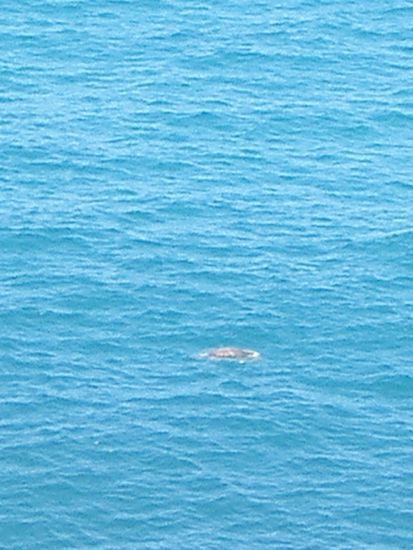 nochmals die Schildkroete...