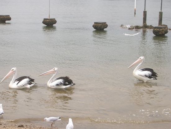 Die ersten Pelikane...