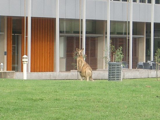 Auf dem Heimweg machte ich noch ein Abstecher in die University of the Sunshine Coast. Hier sind wilde Kangourous. Streicheln konnte man keines. Doch sind sie trotzdem schnugglig....