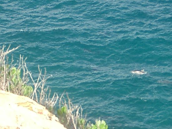 Sogar eine Gruppe mit Delphinen konnte ich sehen. Endlich, nach mehrmaligem Versuch konnte ich endlich einen Delphin auf frischer Tat ertappen...