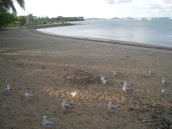 Moewen in Airlie Beach