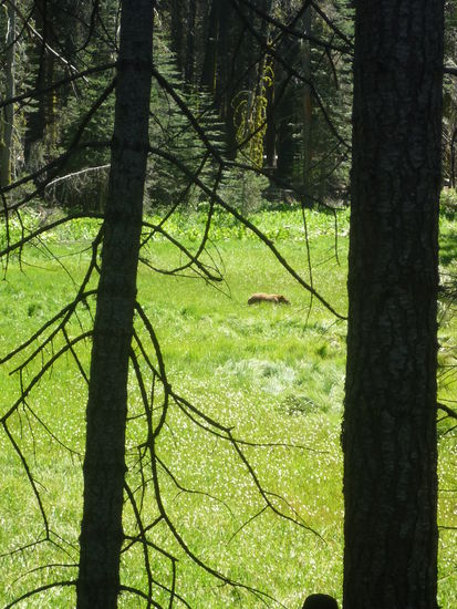 Der Bär in freier Natur