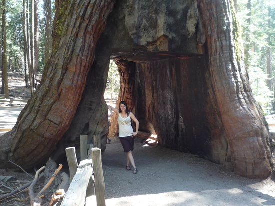 Als Vergleich, Susanne unter einem Mammutbaum