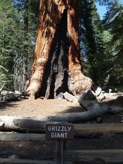 Das Urgestein unter den Mammutbäume im Nationalpark, der Grizzly Giant. Seine Äste hatten einen Umfang wie eine grössere Tanne in der Schweiz.