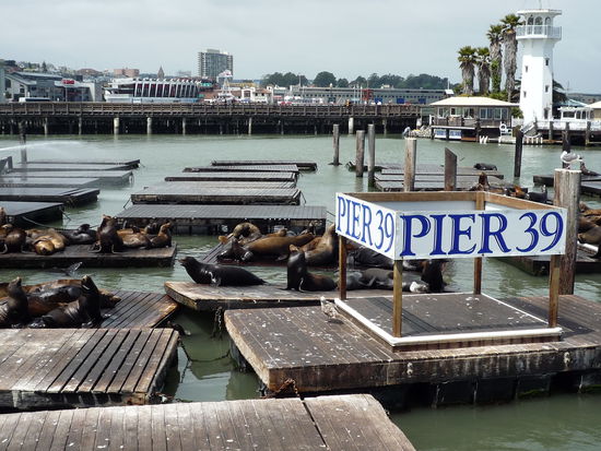 Auf dem bekannten Pier 39 tummelten sich stinkende Tiere...