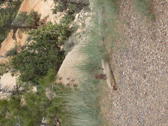 Wunderbar, sogar das Eichhoernchen poste eigens fuer uns.