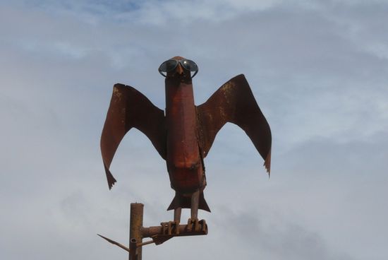 Ein cooler Vogel