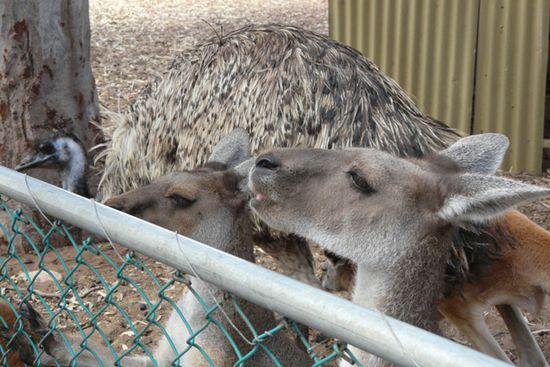Roos und ein Stück vom Emu