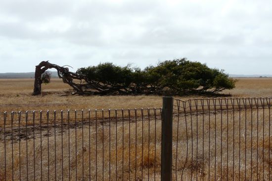 Ein sehr skurriler Baum