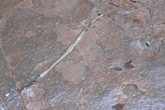 Dieses nette Tierchen haben wir am rand des Pools gefunden,aber es war tot
