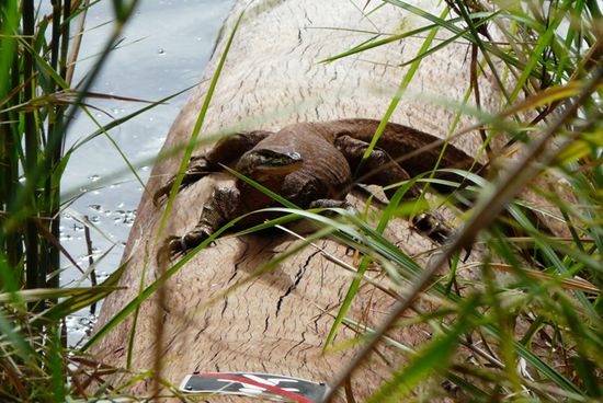 Auch er genoss die Ruhe am Fernpool