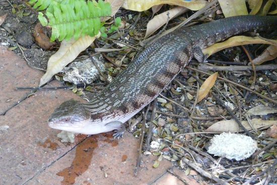 Ein Blue Tongue Lizzard,der im Café neben mir sass