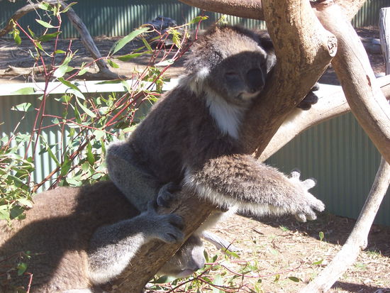 streitsüchtige Koalas
