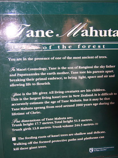 The King of the forest