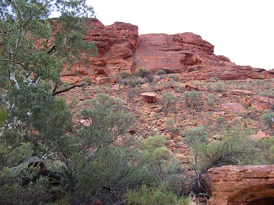 spärliches Buschwerk klammert sich an den roten Stein