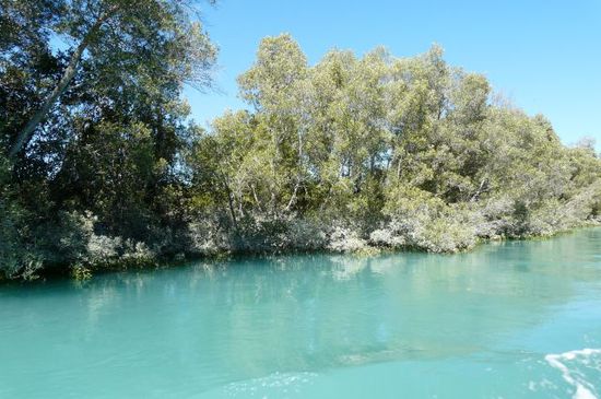 Die Mangrovensümpfe von Willy Creek