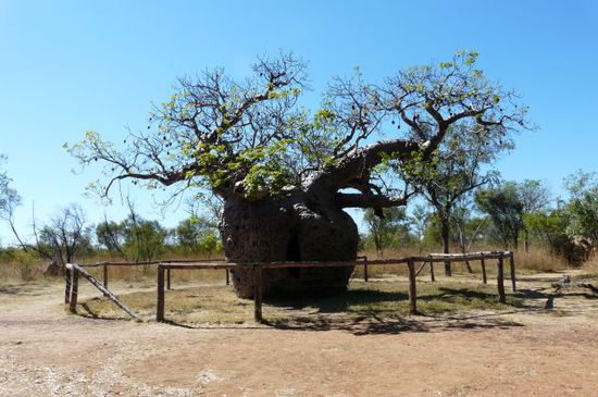Der Prison Tree
