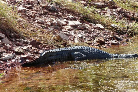 Croc (Salty)