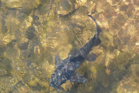 Catfish
