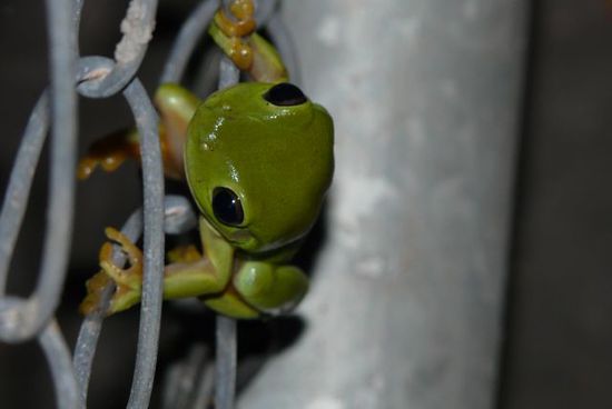 Können diese Augen lügen?