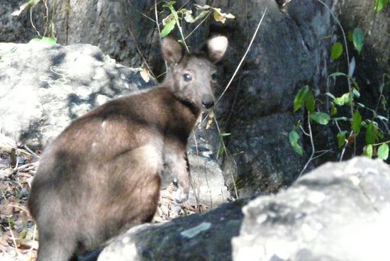 Black Walleroo