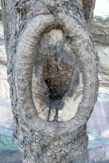 Bienennest in einem Baum