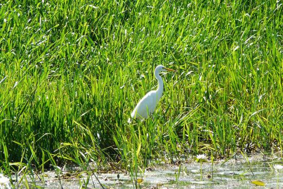 Weisser Storch