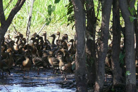 Enten