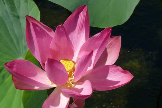 Seerose