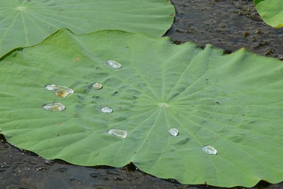 Seerosenblatt