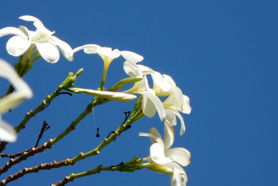 Frangipaniblüten
