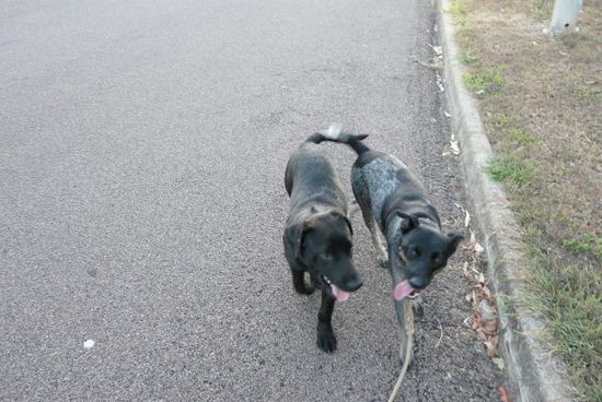 Josie und ihr Freund