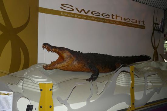 Dave´s croc