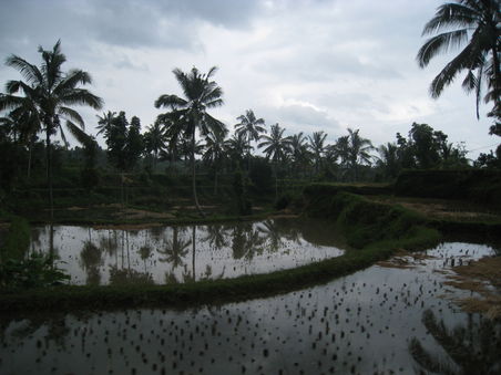 reisfelder in lombok
(habe den chip mit den fotos vom wasserfall vergessen grml..)