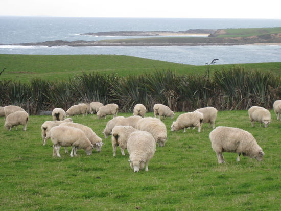 unsere neuen freunde haa 