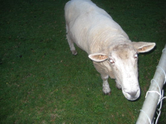 haha herzigs schoefli noed? 