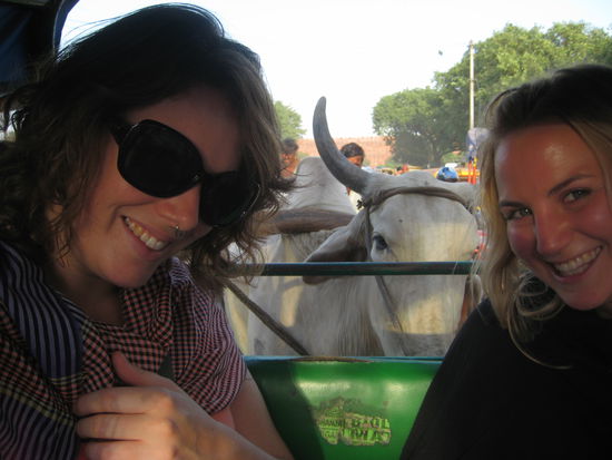 kuehe sind echt ueberall!