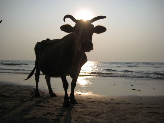 kuehe hats hier sogar am strand!!