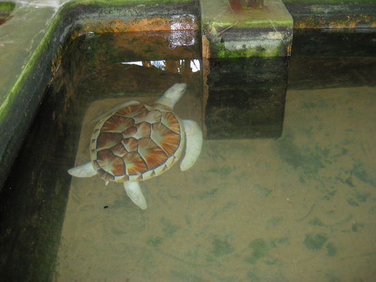 albino turtle